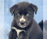 Small #1 Labrador Retriever Mix
