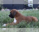 Small #6 Boxer