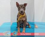 Small #1 Mutt