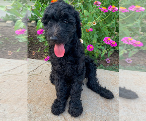 Double Doodle Puppy for sale in TOCCOA, GA, USA
