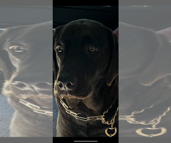 Medium Photo #1 Labrador Retriever Puppy For Sale in SIMI VALLEY, CA, USA