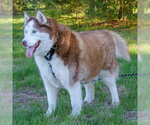 Small #3 Siberian Husky