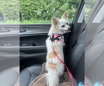 Small #11 Chihuahua