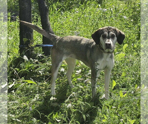 Medium Photo #2 Mutt Puppy For Sale in Anchorage, AK, USA