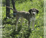 Small #1 Mutt