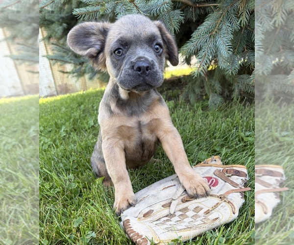 Medium Photo #3 French Bulldog Puppy For Sale in MIDDLEBURY, IN, USA