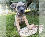 Small #2 French Bulldog