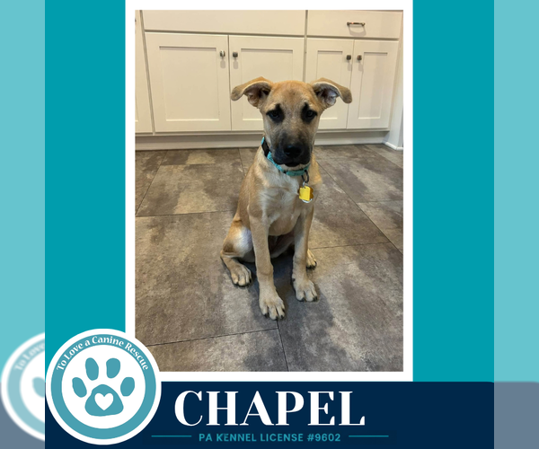 Medium Photo #3 Mutt Puppy For Sale in Kimberton, PA, USA