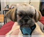 Small Photo #7 Shih Tzu Puppy For Sale in NEW YORK MILLS, MN, USA