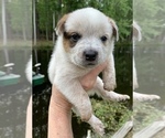 Small Photo #7 Australian Cattle Dog Puppy For Sale in MYRTLE BEACH, SC, USA
