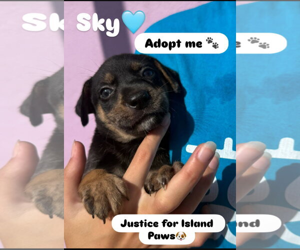 Medium Photo #10 Doberman Pinscher-Retriever  Mix Puppy For Sale in Virginia Beach, VA, USA