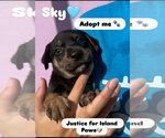 Small #9 Doberman Pinscher-Retriever  Mix