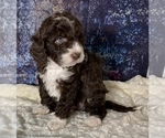 Small Photo #17 Miniature Australian Shepherd-Miniature Bernedoodle Mix Puppy For Sale in BLUE SPRINGS, MO, USA