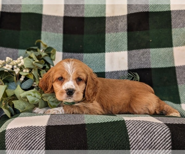 Medium Photo #4 Cocker Spaniel Puppy For Sale in NEW HOLLAND, PA, USA