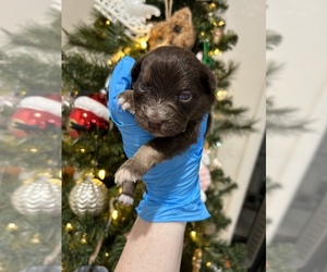 Miniature Australian Shepherd Puppy for sale in ROSEVILLE, CA, USA