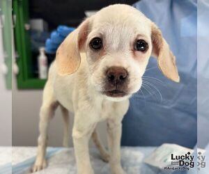 Mutt Dogs for adoption in Washington, DC, USA