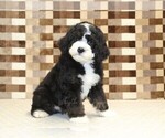 Small #3 Bernedoodle (Miniature)