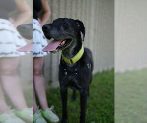 Great Dane-Labrador Retriever Mix Dogs for adoption in Minneapolis, MN, USA