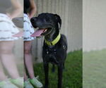Small Great Dane-Labrador Retriever Mix