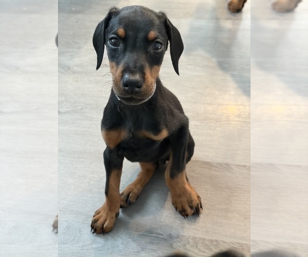Medium Photo #31 Doberman Pinscher Puppy For Sale in CHEPACHET, RI, USA