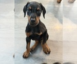 Small #30 Doberman Pinscher