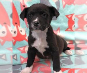Labrador Retriever-Unknown Mix Dogs for adoption in Thief River Falls, MN, USA
