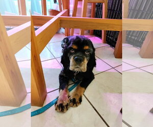 Cocker Spaniel Dogs for adoption in Wheaton, IL, USA