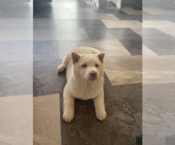 Medium Photo #1 Shiba Inu Puppy For Sale in FREMONT, MI, USA