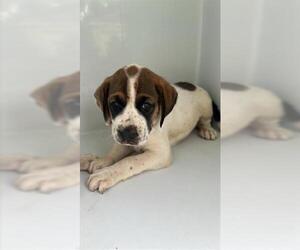 Bloodhound-Unknown Mix Dogs for adoption in Houston, TX, USA