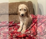 Small Photo #35 Goldendoodle Puppy For Sale in EDMOND, OK, USA