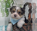 Small Photo #34 Shorkie Tzu Puppy For Sale in SELLERSBURG, IN, USA
