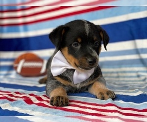 Australian Cattle Dog Puppy for sale in LANCASTER, PA, USA