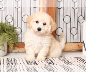 Poochon Puppy for sale in NAPLES, FL, USA
