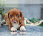 Small #2 Dachshund