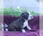 Small #3 Boston Terrier