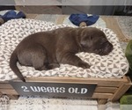 Small Photo #9 Labrador Retriever Puppy For Sale in KATHLEEN, GA, USA