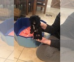 Puppy Ricky Shih Tzu