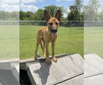 Small #10 German Shepherd Dog Mix