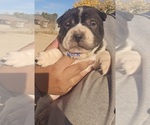 Puppy Bits Chinese Shar-Pei