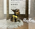 Small #4 Yorkshire Terrier