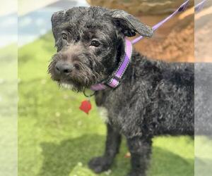 Mutt Dogs for adoption in San Diego, CA, USA
