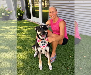Hera - Female Mutt Dog for Adoption - Photo #3