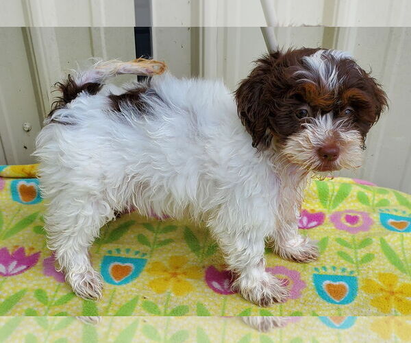 Medium Photo #3 Shih-Poo Puppy For Sale in Mountain View, MO, USA