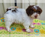 Small #2 Shih-Poo