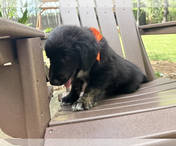 Medium Photo #4 Gollie Puppy For Sale in SANTA ROSA BEACH, FL, USA