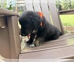 Small Photo #9 Gollie Puppy For Sale in SANTA ROSA BEACH, FL, USA
