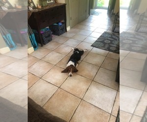 Father of the Basset Hound puppies born on 02/11/2026