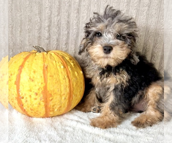 Medium Photo #1 Bernedoodle (Miniature) (+ Poodle Miniature) Puppy For Sale in INDIANAPOLIS, IN, USA