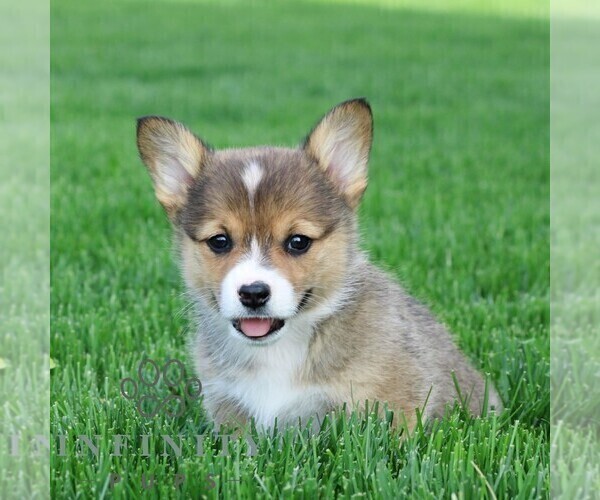 Medium Photo #1 Pembroke Welsh Corgi Puppy For Sale in PALMYRA, PA, USA