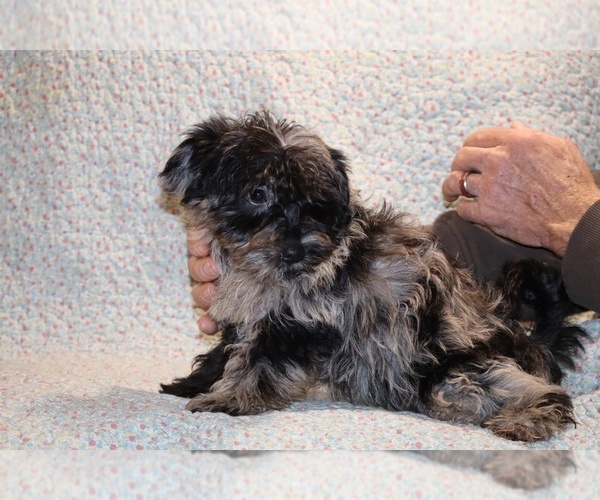 Medium Photo #9 Yorkiepoo mix (+ Poodle Toy) Puppy For Sale in DYERSBURG, TN, USA